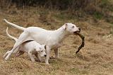 DOGUE ARGENTIN 239